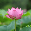 蓮５