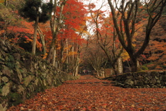 鶏足寺3