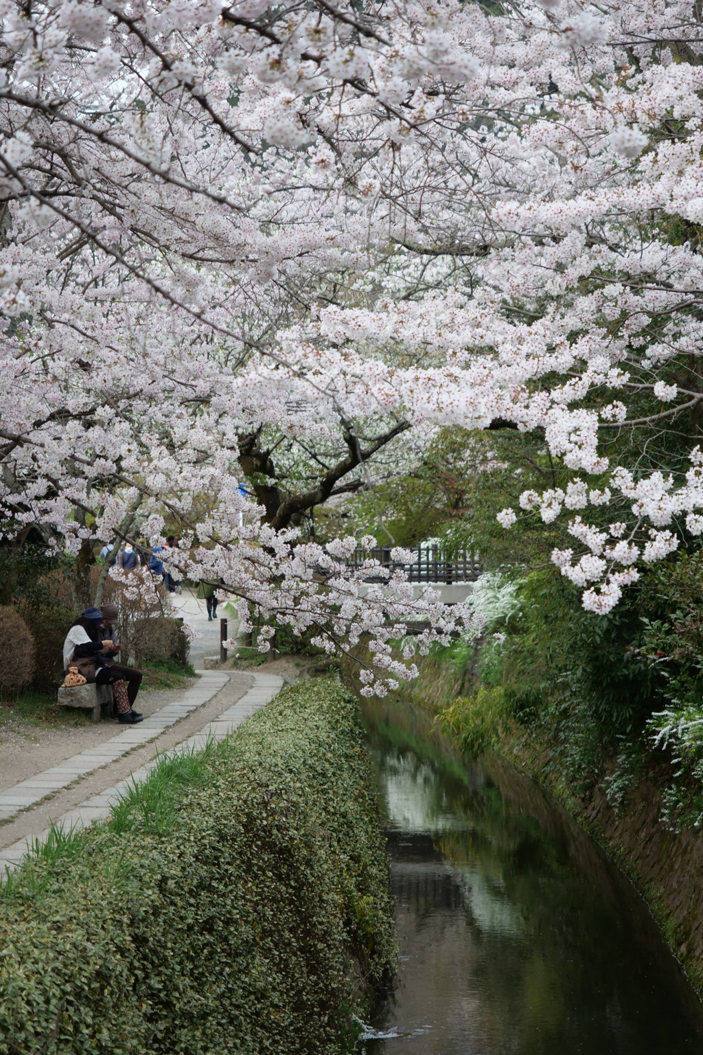 哲学の道の桜１