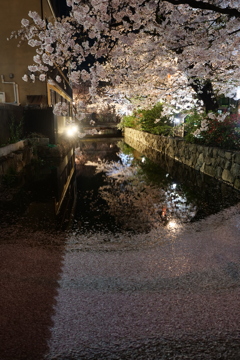 木屋町の夜桜２