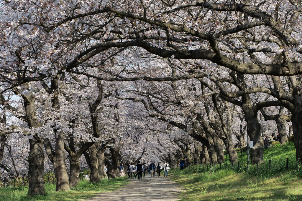 権現堂　桜6