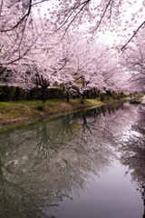 宇治川派流の桜４