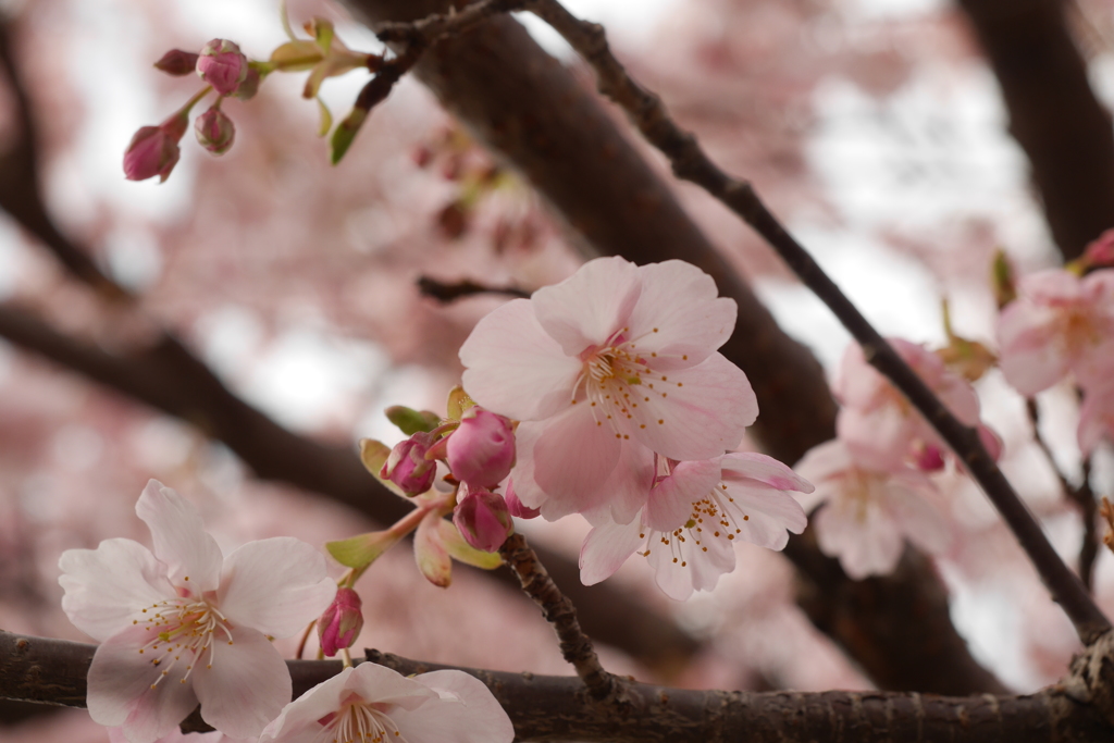 河津桜2