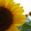 ひまわり19
