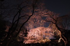 六義園　桜6