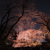 六義園　桜6