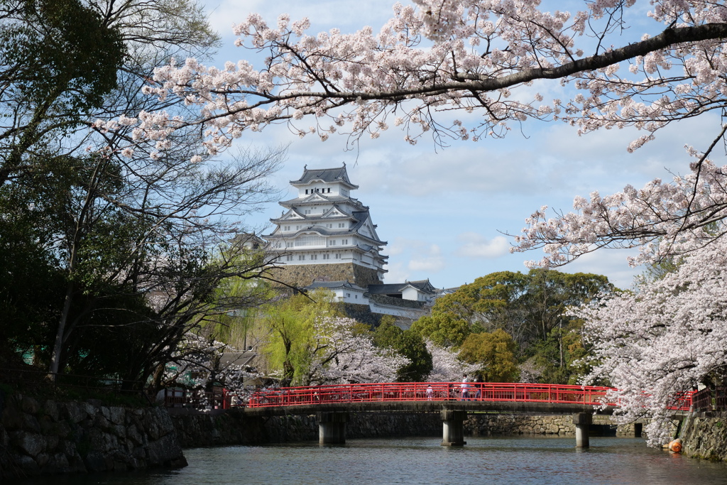 姫路城の桜７