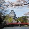 姫路城の桜７