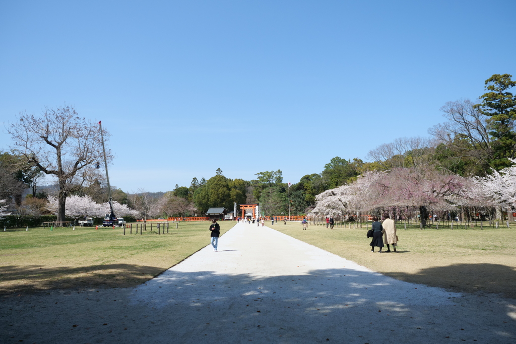上賀茂神社の桜４