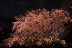 六義園　桜5