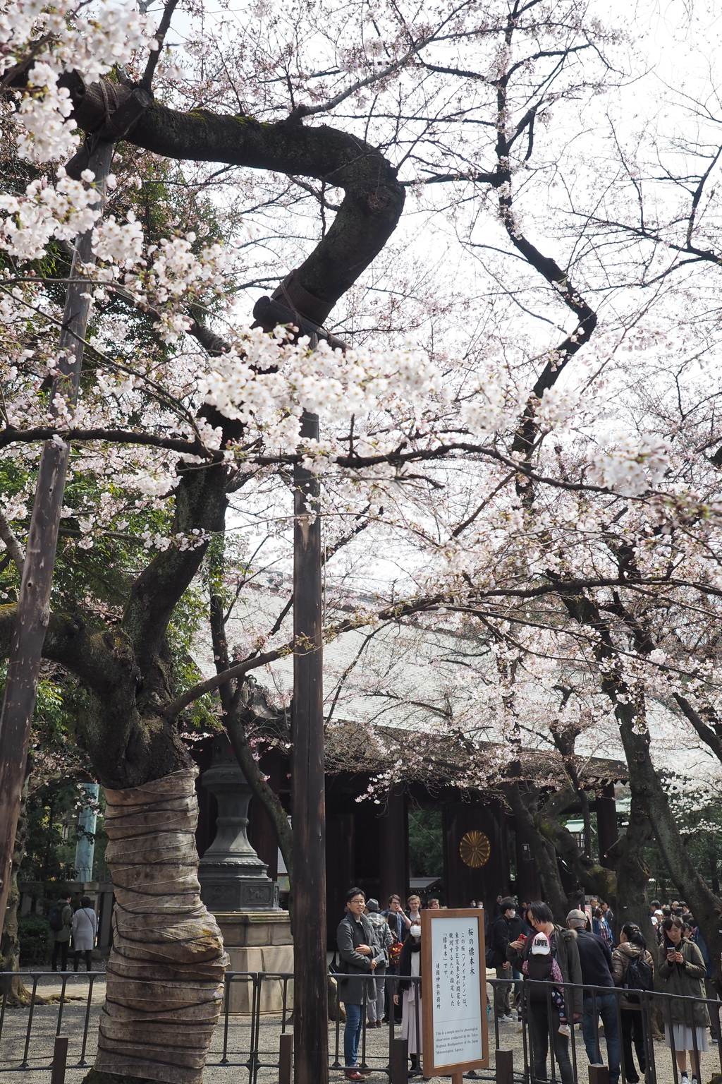 靖国神社の標準木2