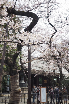 靖国神社の標準木2