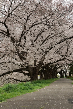 北越谷　桜5