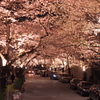 アークヒルズ　桜