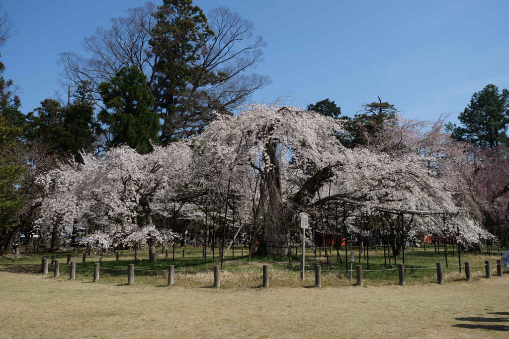 上賀茂神社の桜１