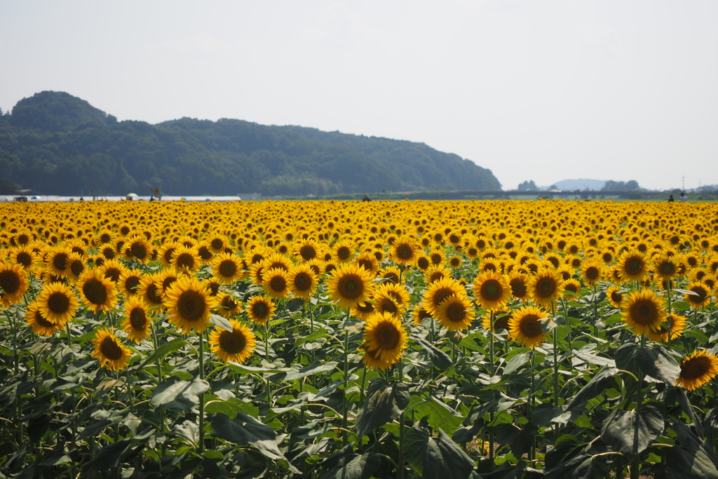 ましこ町　ひまわり祭り１