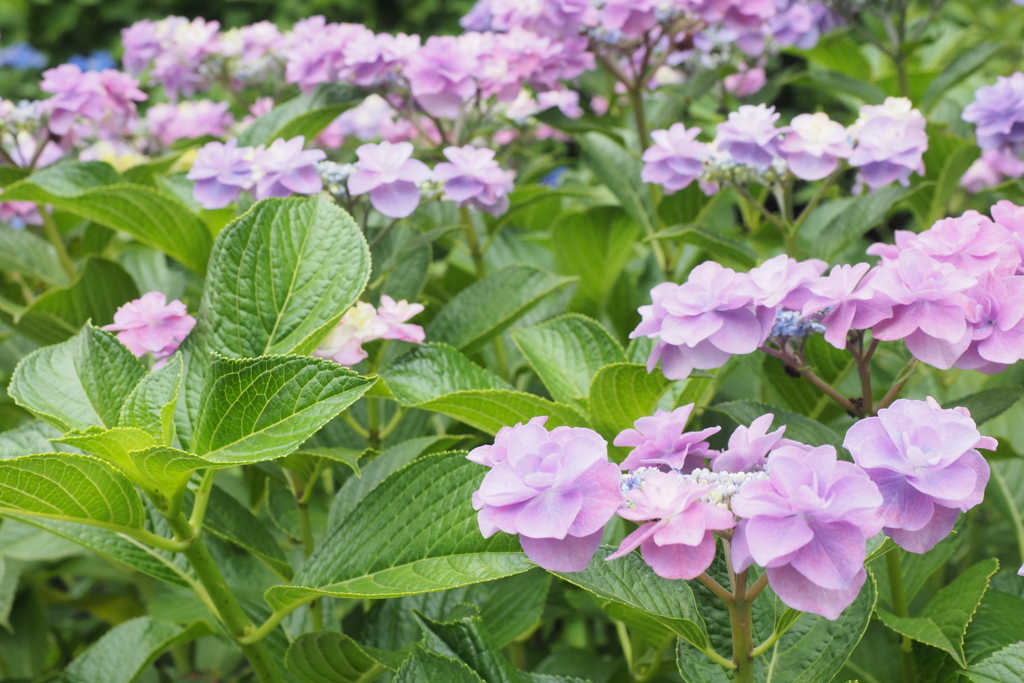 権現堂　あじさい5
