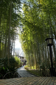 修善寺の竹林