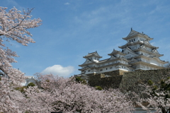 姫路城の桜２