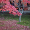 東福寺7