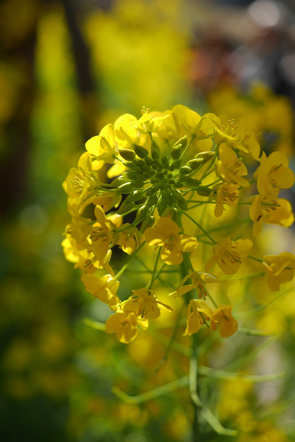 菜の花
