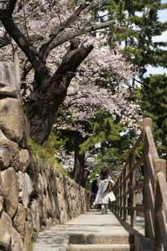 夙川の桜２