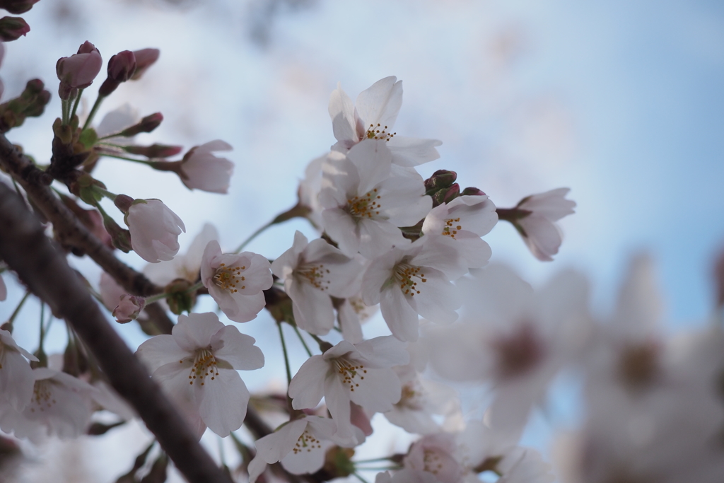 桜3