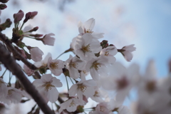 桜3