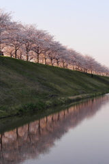 おの桜つづみ回廊の桜３