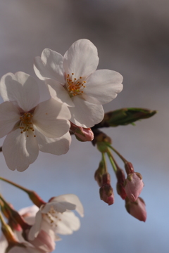 権現堂桜満開7