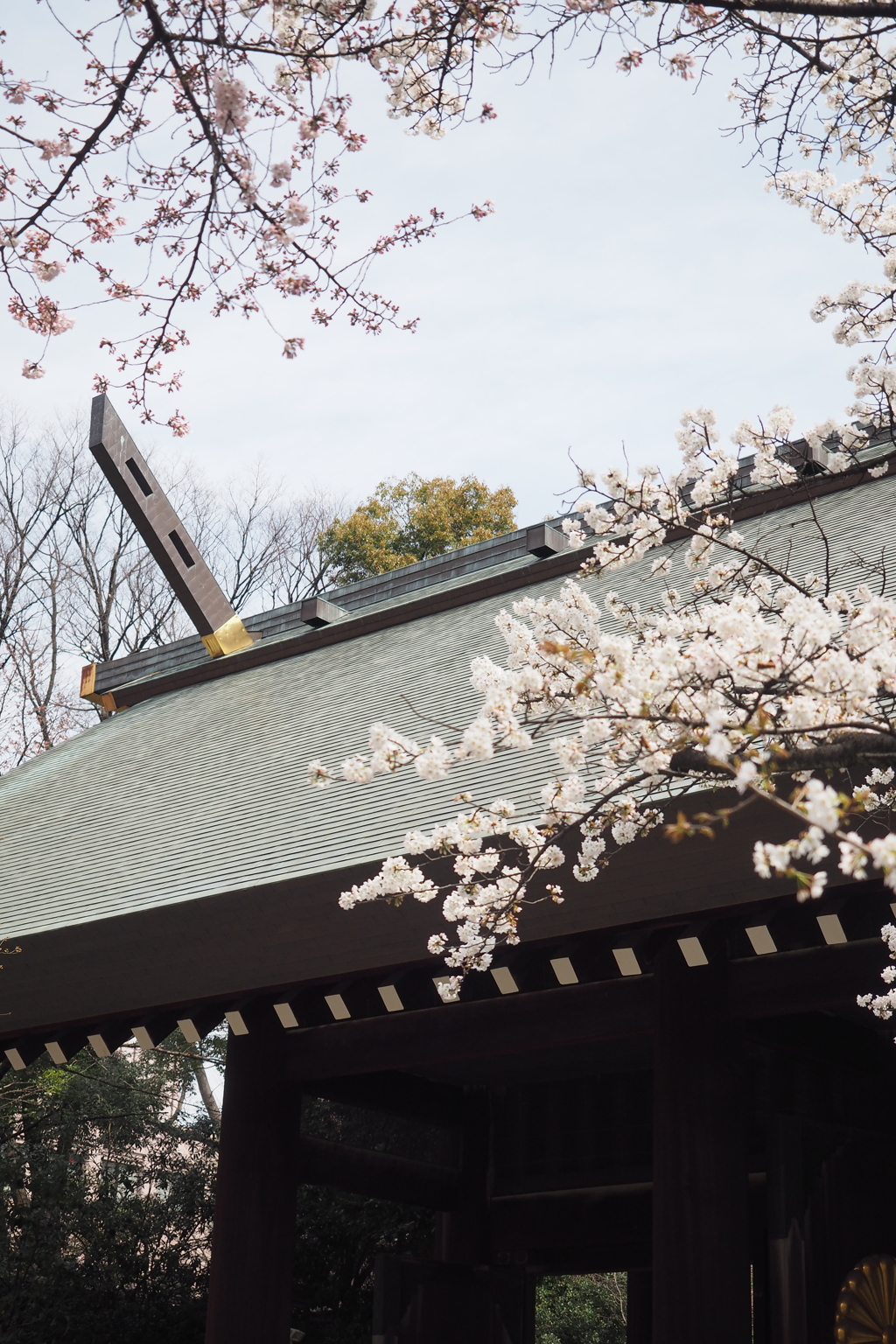 靖国神社と桜1