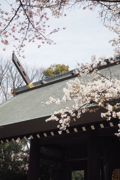 靖国神社と桜1