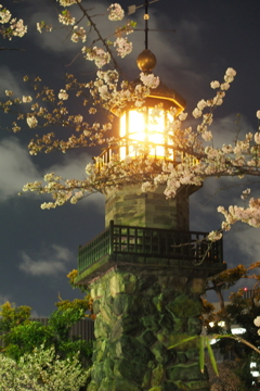 千鳥ヶ淵夜桜4