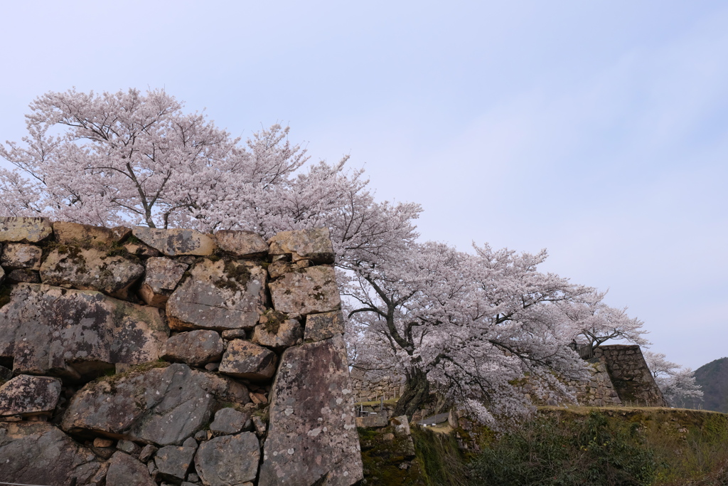 竹田城跡の桜５