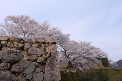 竹田城跡の桜５