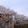 竹田城跡の桜５