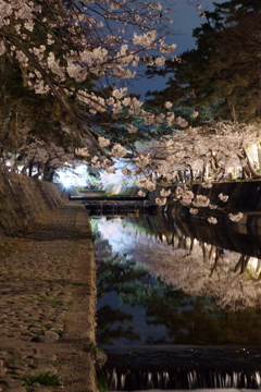 夙川の桜１０