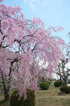 姫路城の桜４