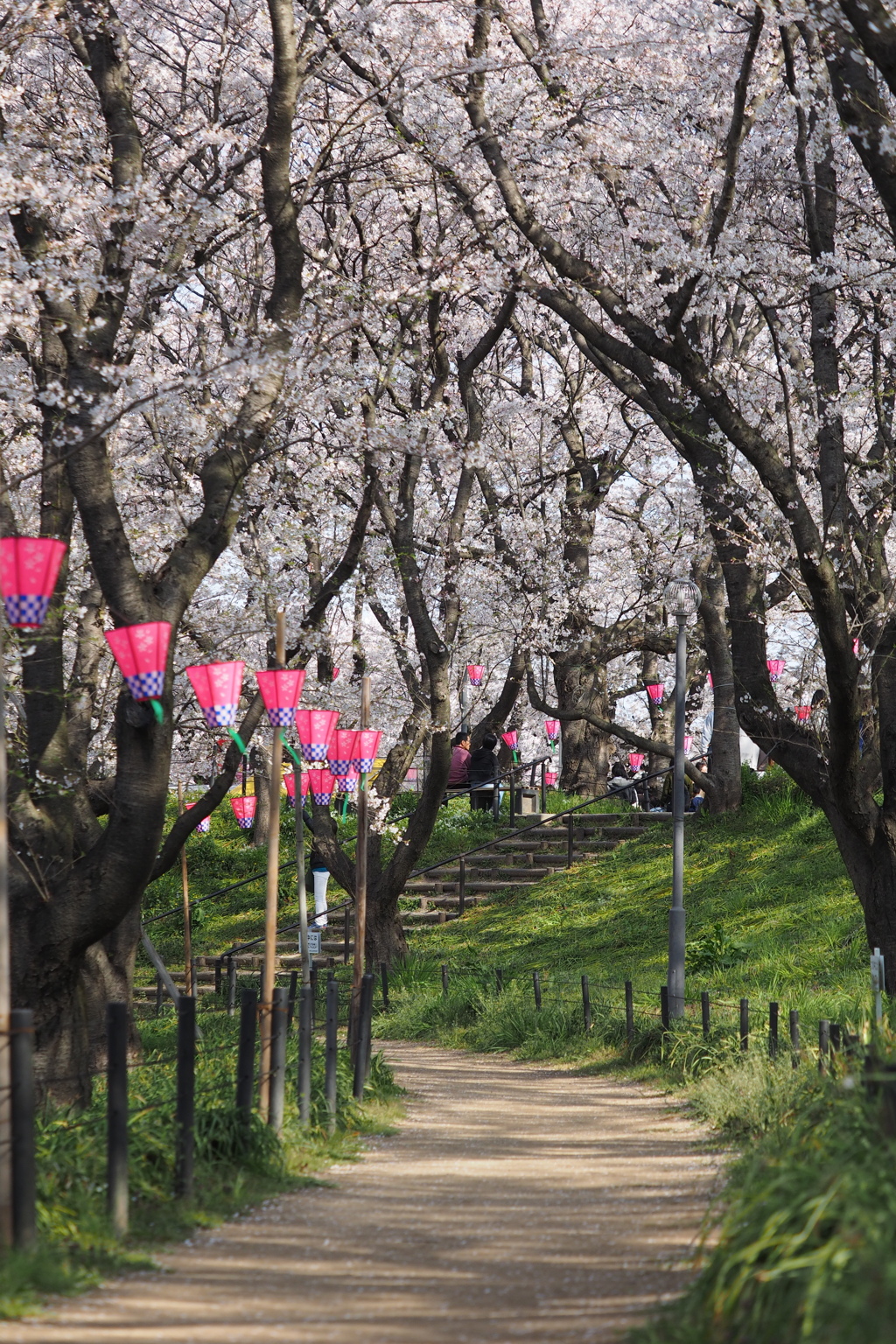 権現堂桜満開3