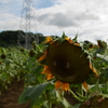 ひまわり12