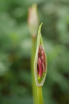 曼珠沙華22