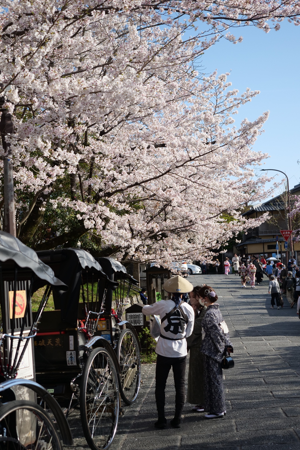 東山の桜２