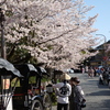 東山の桜２