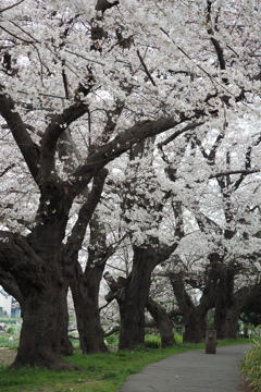 北越谷桜1