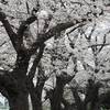 北越谷桜1