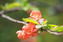 木瓜
