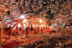 目黒川夜桜4