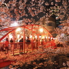 目黒川夜桜4