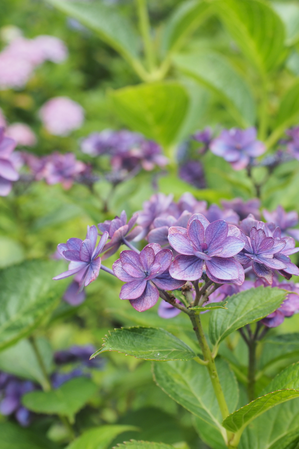 権現堂　あじさい3