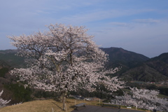 竹田城跡の桜２